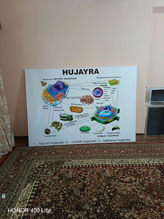 Banner biologiya xonasi uchun