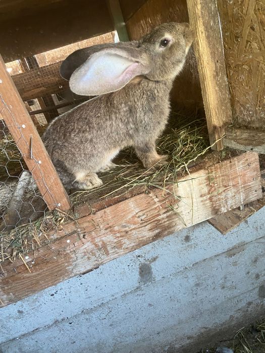 Femela UG disponibilă