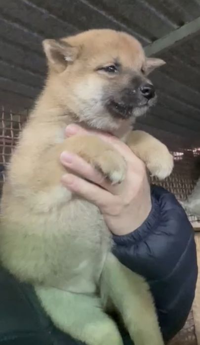 Сиба ину девочка