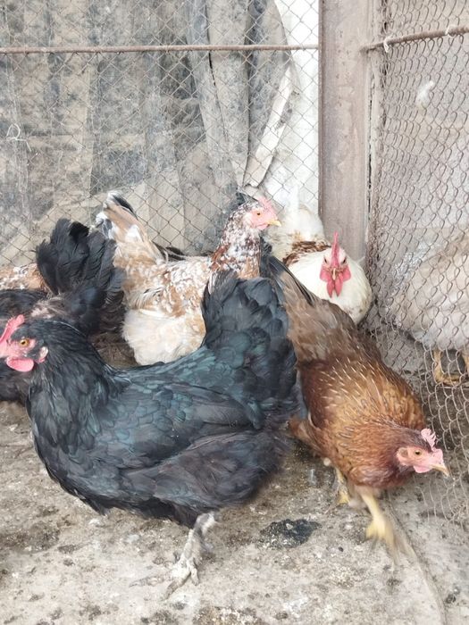 Продам куры домашние