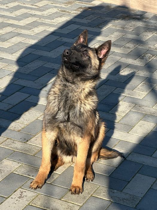 Femelă Malinois 6 luni cu pedigree tip A