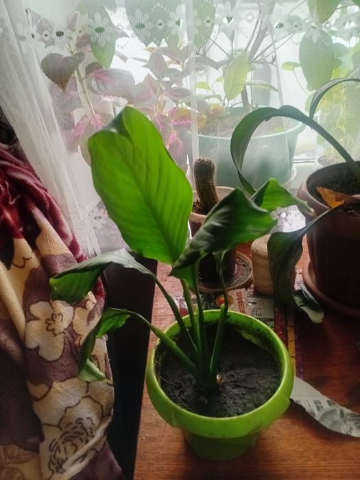 Продам комнатные растения