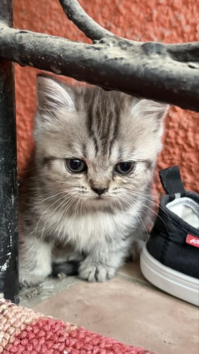 Котята скотиш фолд, 2 мес