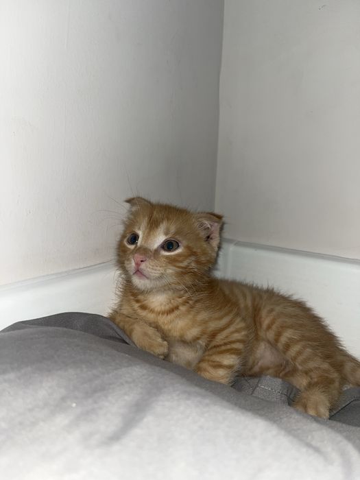 Отдам котенка мальчик