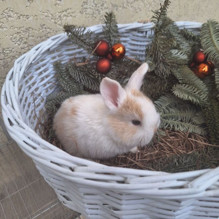 Продам Кроликов породы Минилоп Сплит/Минелоп Сплит қуёнчалар