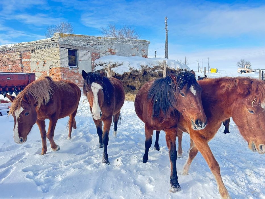 Жылқылар сатылады