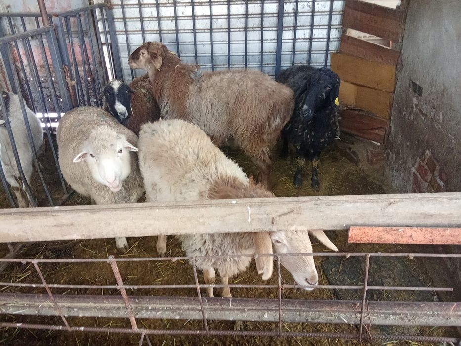 Овцы козы бараны