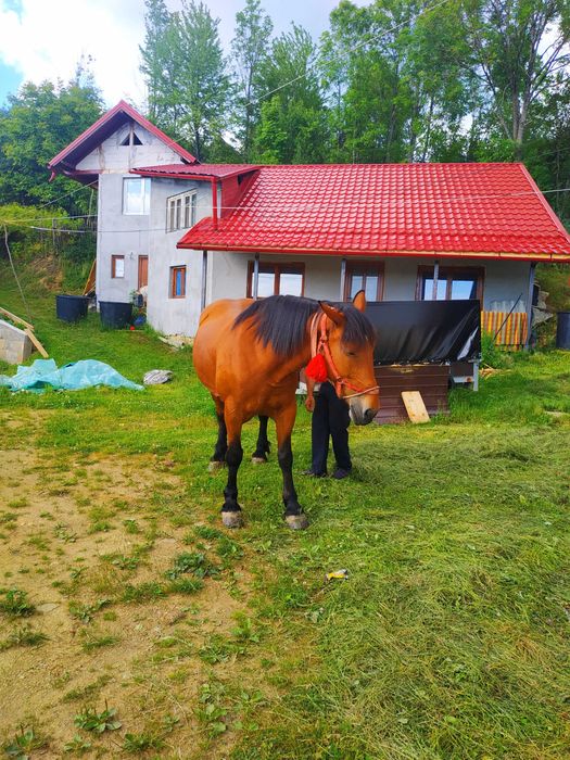 Vand cal pentru gospodarie