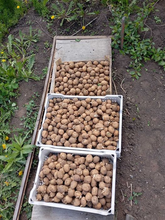 Продам дачный семяной картофель