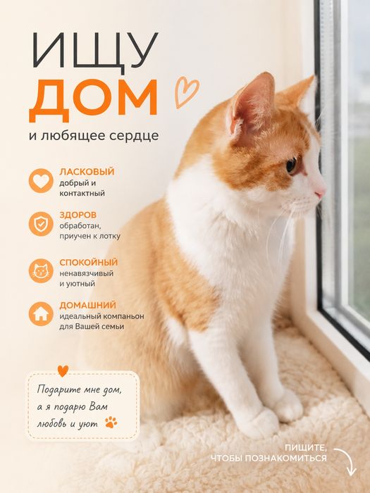 Рыжуля ищет семью