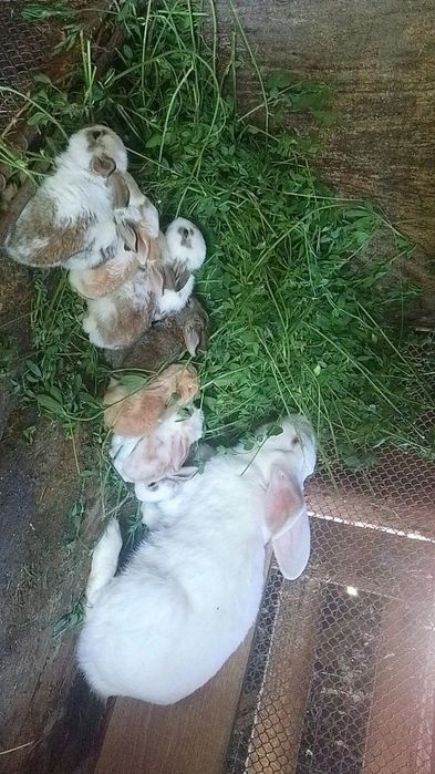 Iepuroaica 1 an și 3luni.Sau la schimb cu un iepuroi