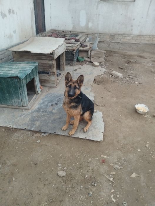 Немецкая овчарка