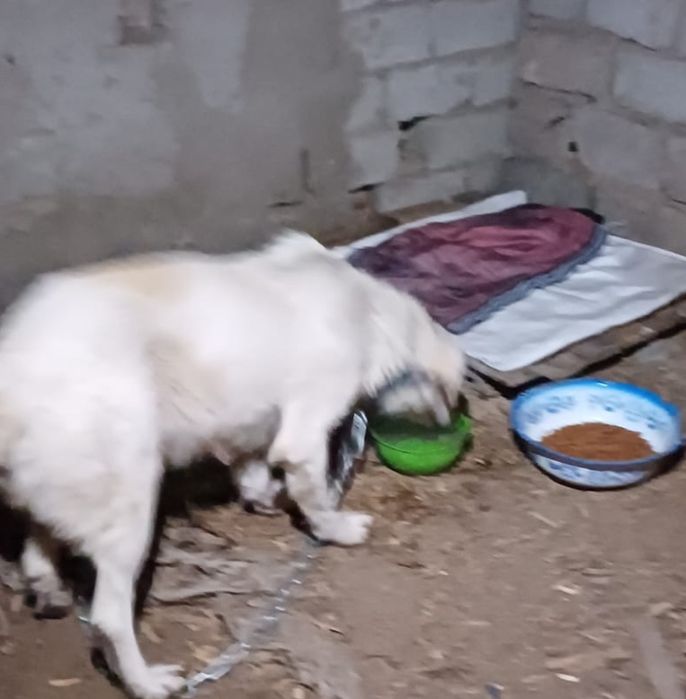 Собачка с глазами цвета неба ищет дом