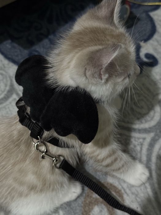 Котенок в добрые руки