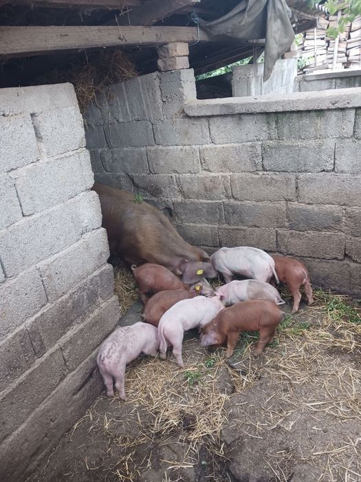 Vand urgent ce se vede în poza