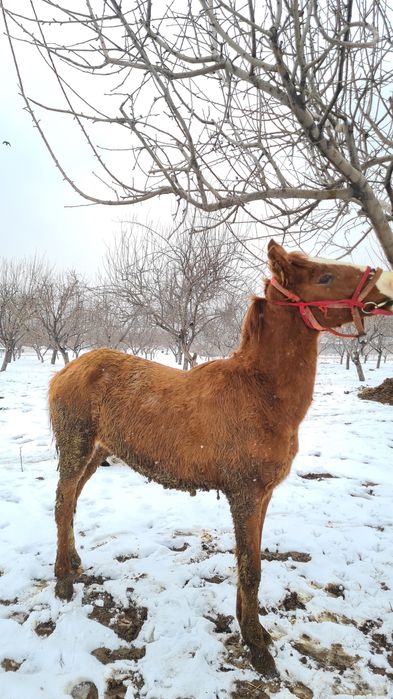 Тай сатылады срочно 1,5 жас