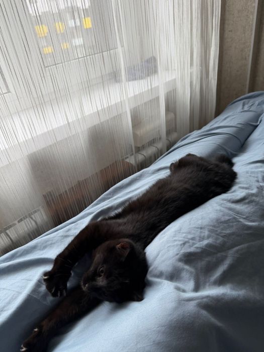 Отдам котенка в добрые руки