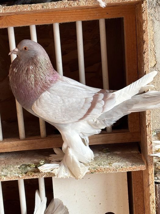 Femelă gușat de Pomerania