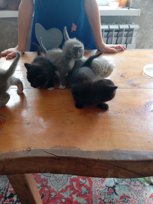 Продаю  британских котят