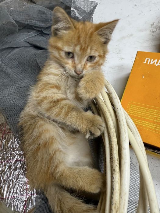 Котята даром в добрые руки