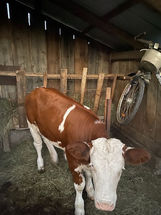 Vand vitea baltata romaneasca