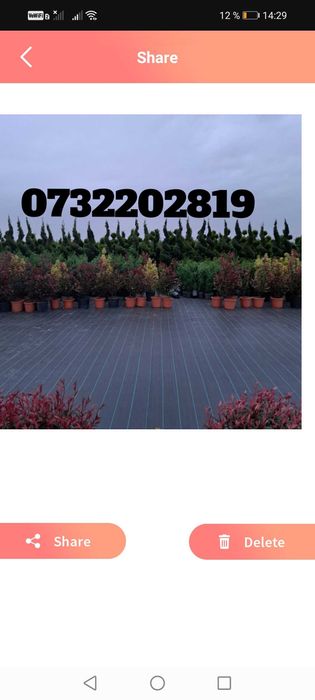 Tuia, pon pon, magnolie, gazon, palmieri, trandafiri, mesteacăn, tei