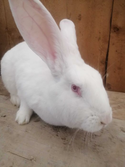 Vând iepuri i hycole pui de 6 săptămâni