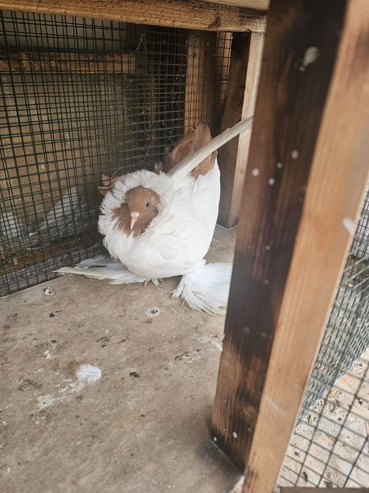 Porumbei Cap de Maur