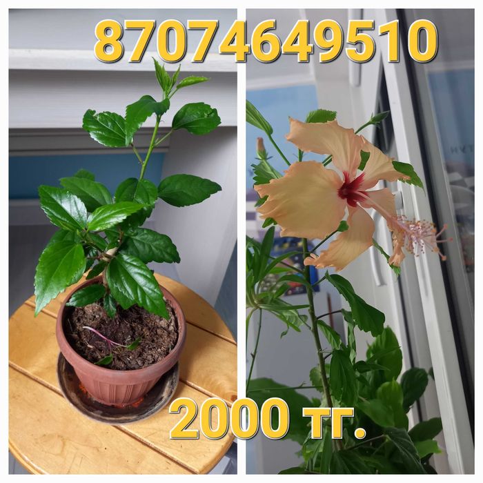 Китайская роза оранжевая