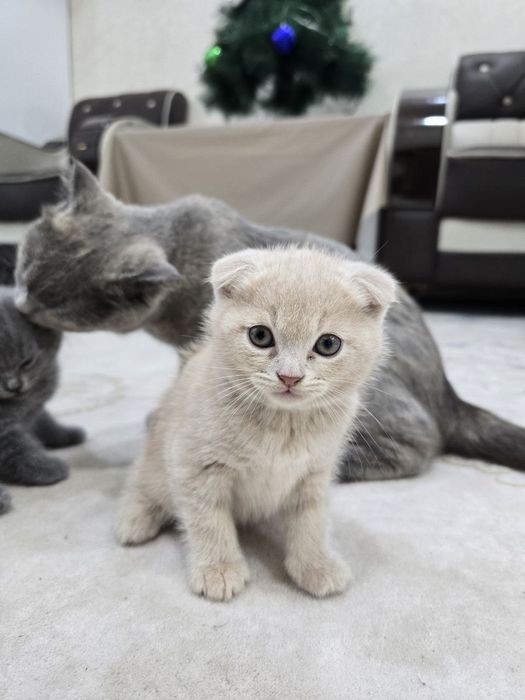 Продаётся кошки Выслоуха