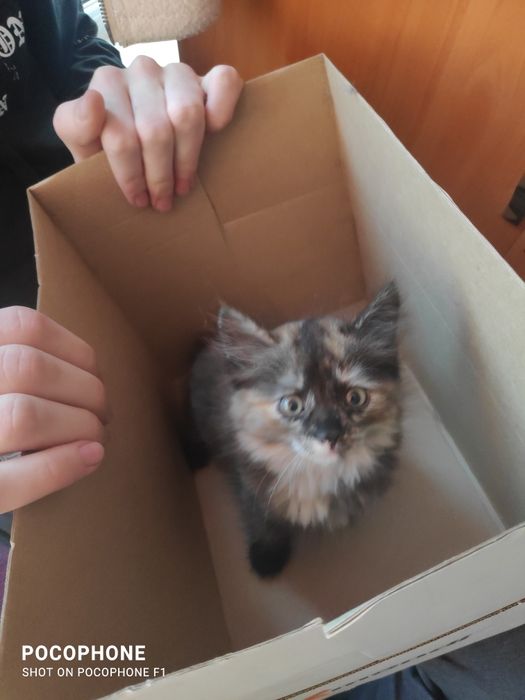 Отдам котенка в добрые руки