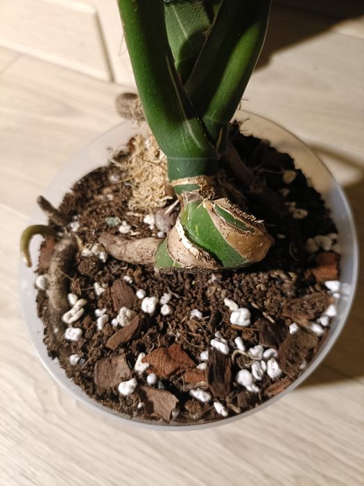 Монстера тайское созвездие