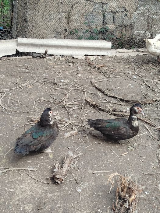 Продам или обменяю