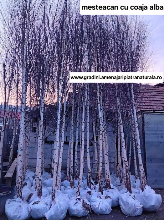 Mesteacan decorativ, tei argintiu, stejar verde, leylandi, tuia smaragd, enuperi taratori, brazi argintii, pini nigra, frasin ornamental,