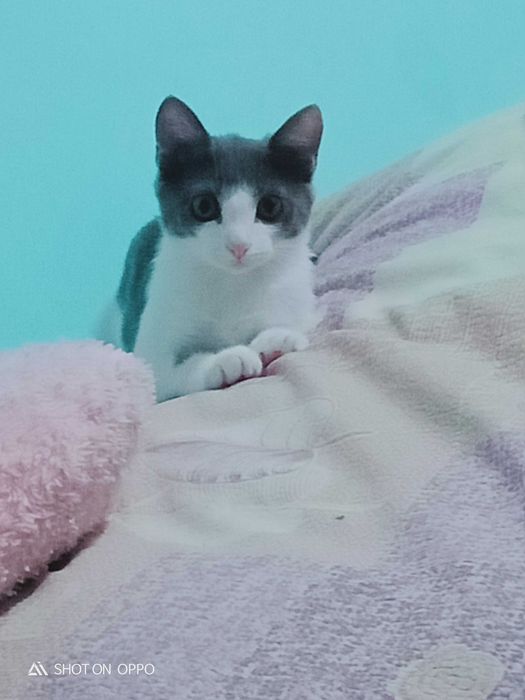 Отдаём кошку в добрые руки!