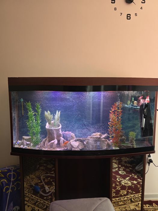 Akvarium sotiladi 250 litr ideal