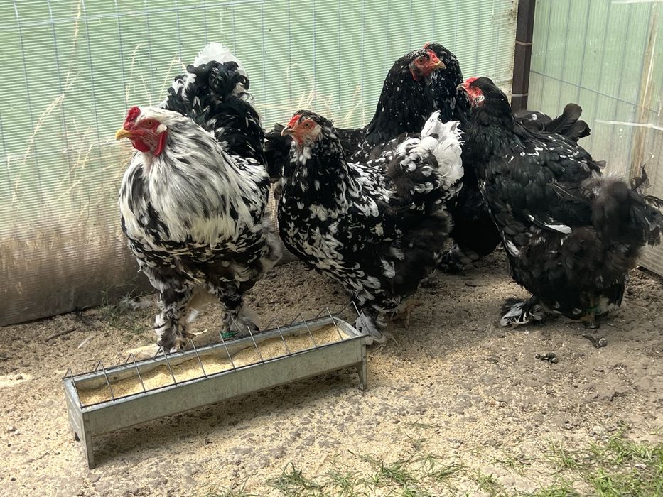 Oua incubat Brahma negru bobat