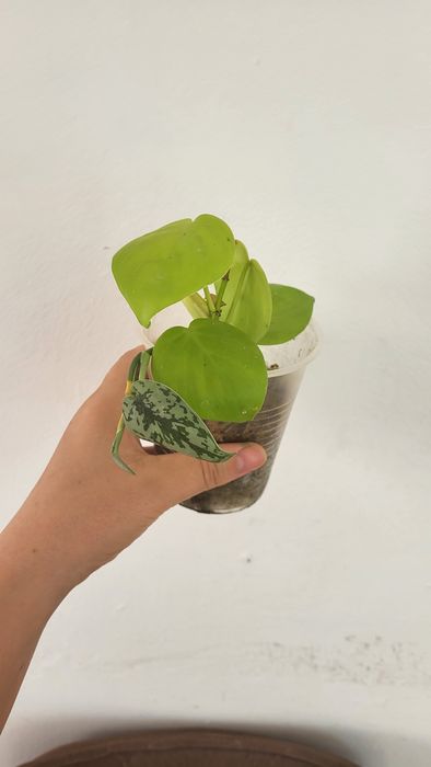 Укоренённые черенки