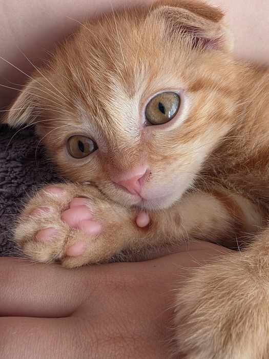 Продам 2х месячного котенка