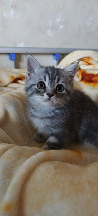 Продажа породистых котят,  им 2-мес.