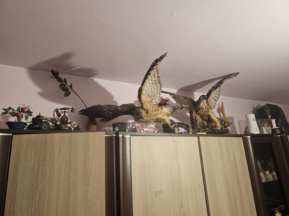 Uliu împăiat de vânzare