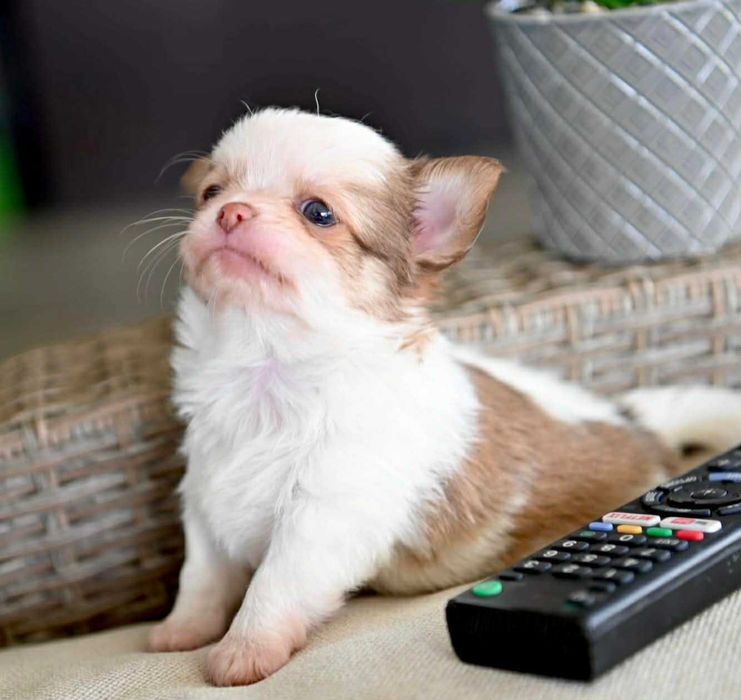 Мъжко дългокосместо мини чихуахуа