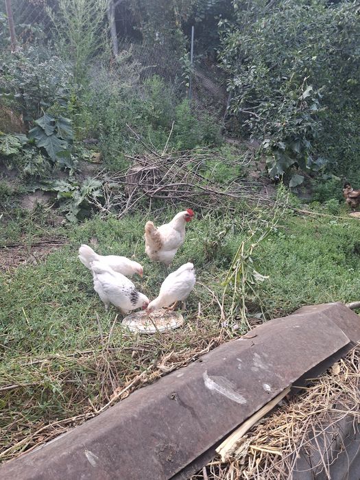Продам курей и сыплят