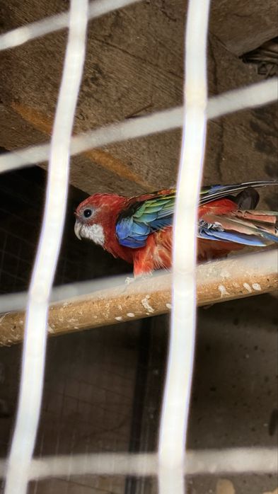 Жако Александр  попугай  оладиганлар  телефон килсин