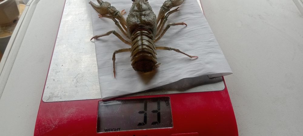 Раки. Живые раки