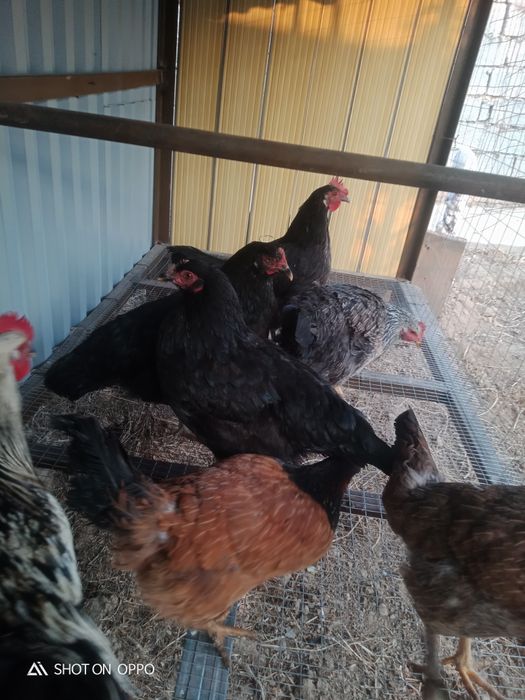 Тауық сатылады үйдың