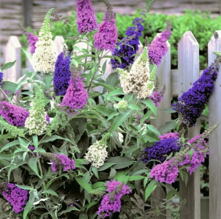 Liliac flower power