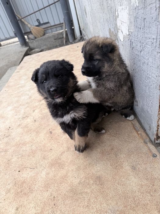 Щенки немецкий овчарки