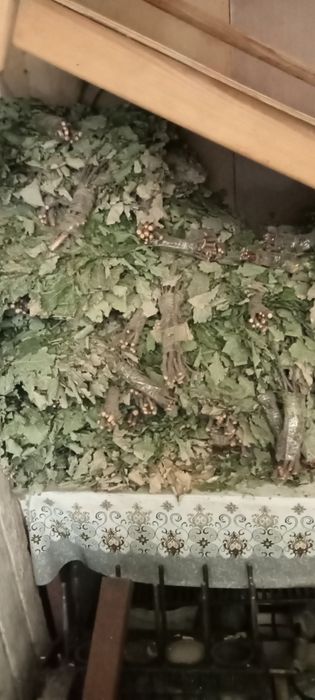 Веники дубовые оптом