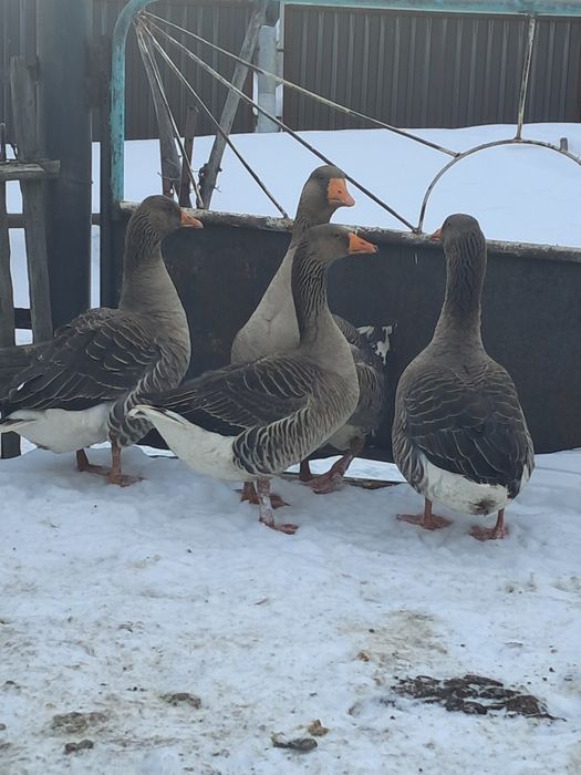 Гуси на развод . Қаздар тұқымға.